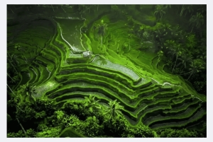 Best of Ubud: Private Tour with Local Guide