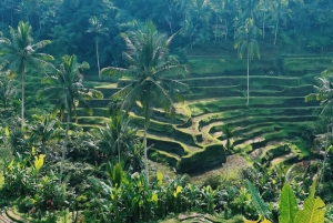 Best of Ubud: Waterfall, Temple & Rice Terrace