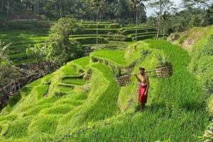 Bali: Ubud vandfald, risterrasser og junglesvingtur