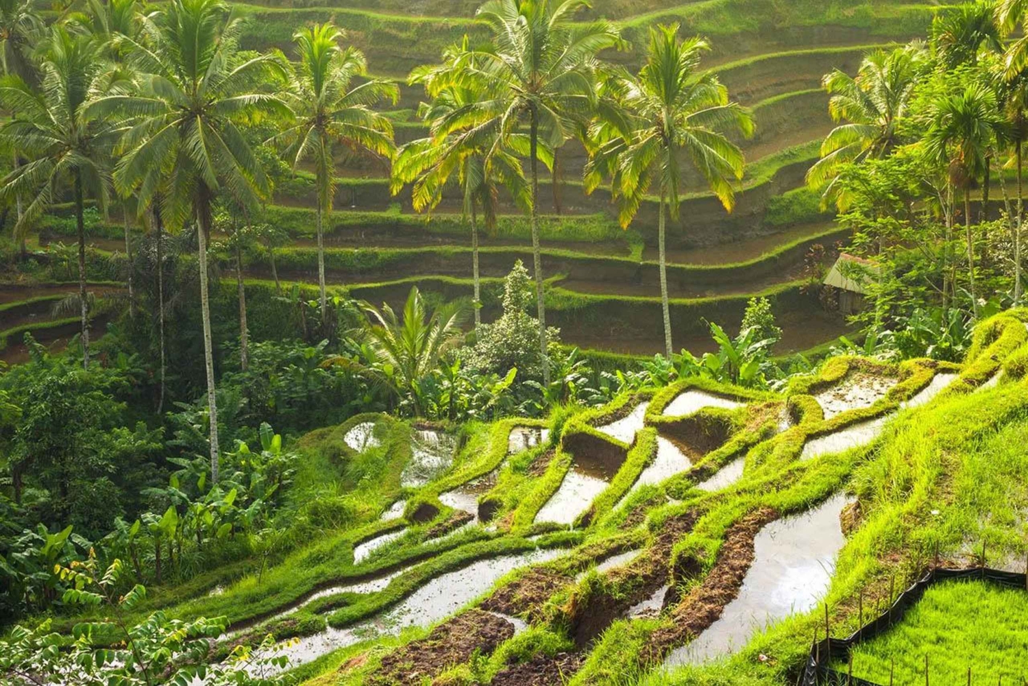 Best Ubud Tour Experience with Magical Kecak Dance