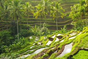 Best Ubud Tour Experience with Magical Kecak Dance
