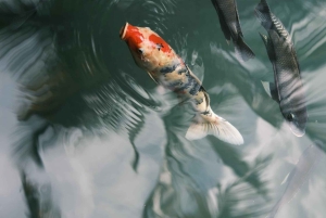 Najlepsze wodospady, świątynia świętej wody i tarasy ryżowe