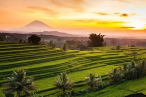 Hyrbil på Bali med engelsktalande förare