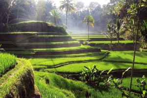 Central Bali: Ubud Village, Rice Terrace, and Kintamani Tour