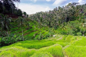 Central Bali: Ubud Village, Rice Terrace, and Kintamani Tour
