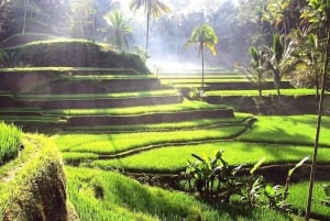 Bali: Tour di un giorno a Ubud con altalena e zipline