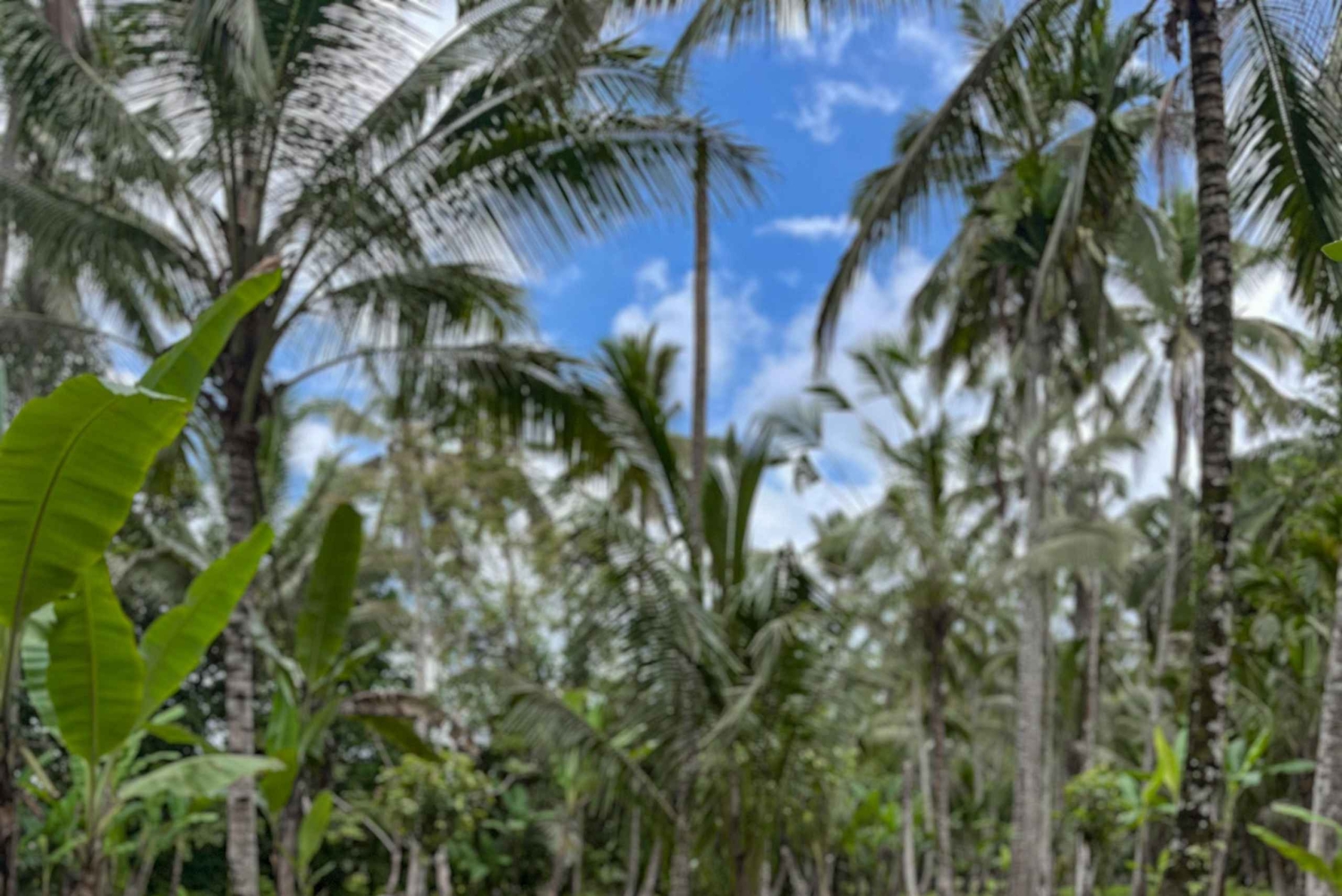 Discover Bali’s Roots in a Vintage VW