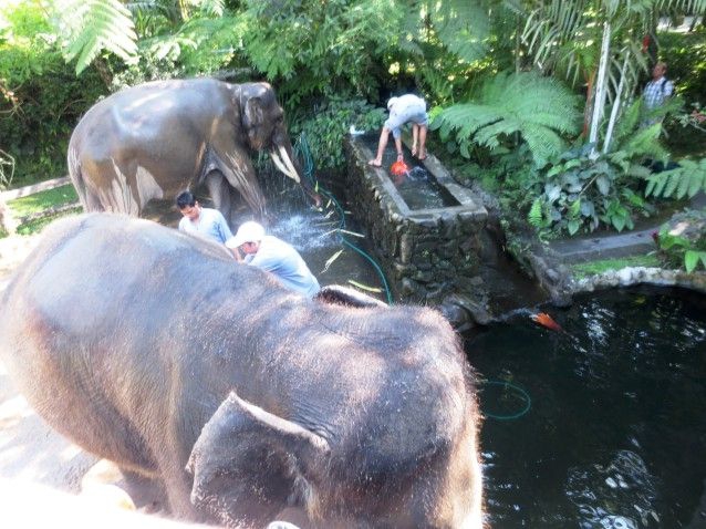 Elephant Safari Park Taro