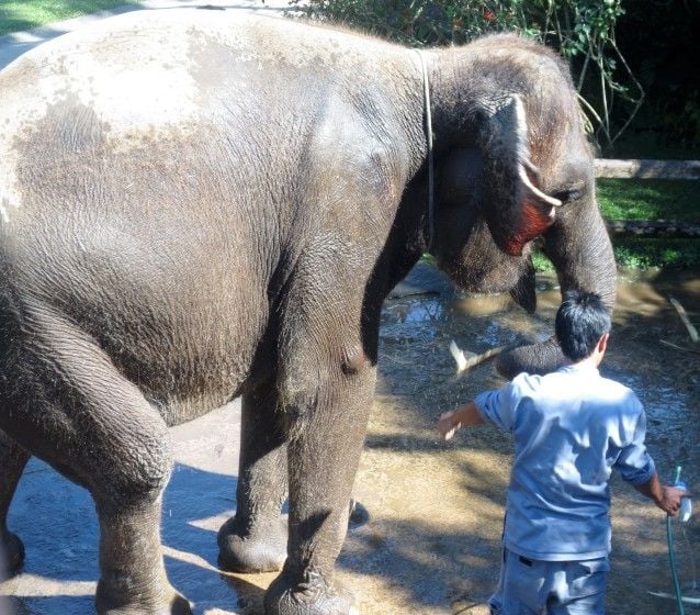 Elephant Safari Park Taro