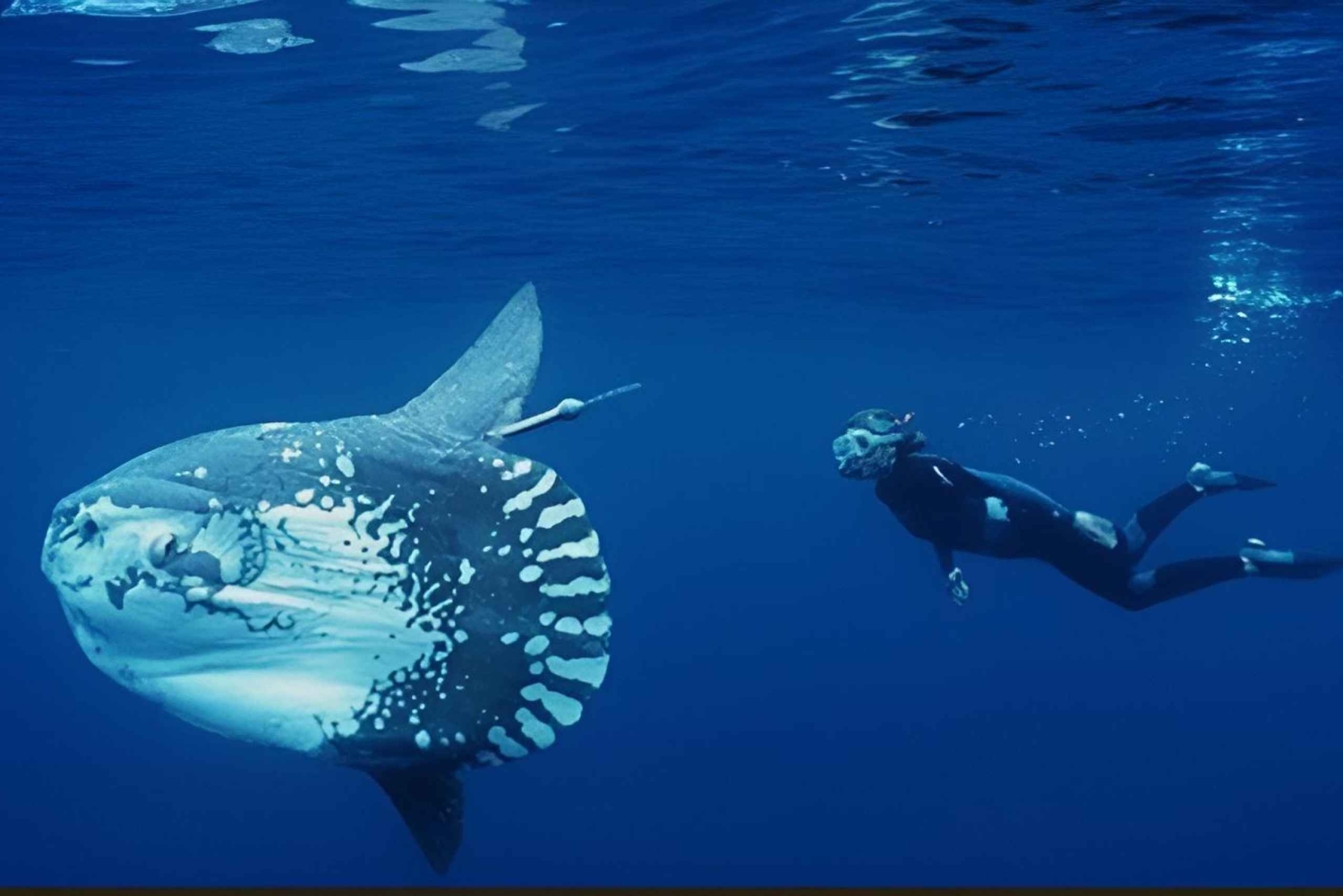 Elite Penida Snorkel: Exclusive Endemic Marine Tours