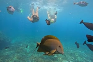 Elite Penida Snorkel: Exclusive Endemic Marine Tours