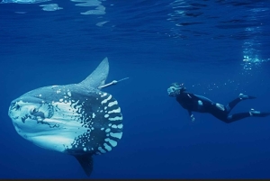 Elite Penida Snorkel: Exclusive Endemic Marine Tours