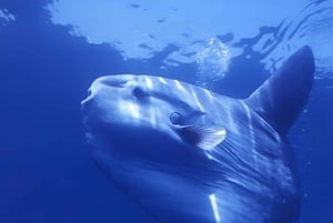 Elite Penida Snorkel: Exclusive Endemic Marine Tours