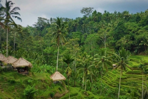 Nyt Ubud: Tegallalang, Tegenungan-fossen / Privat omvisning