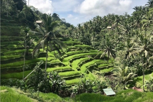 Nyt Ubud: Tegallalang, Tegenungan-fossen / Privat omvisning