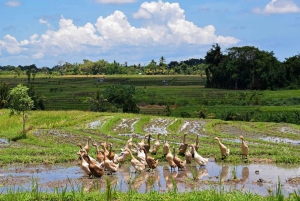 Nyt Ubud: Tegallalang, Tegenungan-fossen / Privat omvisning