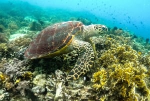 Exclusive 5 Secret Gilis: Snorkeling & Island Hopping