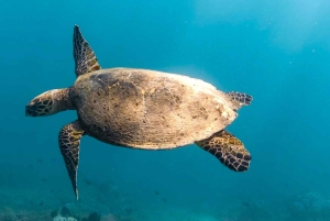 Exclusive 5 Secret Gilis: Snorkeling & Island Hopping