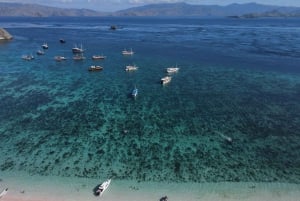 Explore Labuan Bajo, Komodo, Pink Beach for 2D/1N Share Tour
