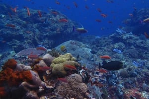 From Bali: 3 Snorkeling Spots Tour to Lembongan and Penida