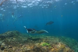 Från 3 Snorkeling Spots Tour till Lembongan och Penida