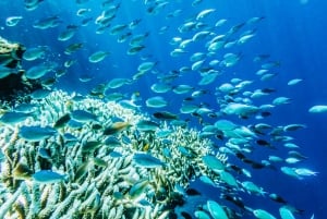 From Bali: 3 Snorkeling Spots Tour to Lembongan and Penida