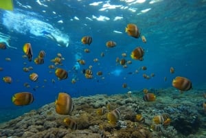 From Bali: 3 Snorkeling Spots Tour to Lembongan and Penida