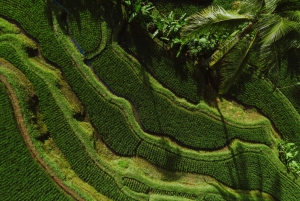 Depuis Bali : Temple de Saraswati, forêt de singes, chutes d'eau d'Ubud