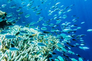 С Бали: подводное плавание на полдня в 3 местах на Лембонгане и Пениде