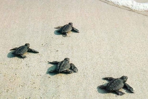 From Bali: Manta Bay Snorkeling & Turtle Education Tour