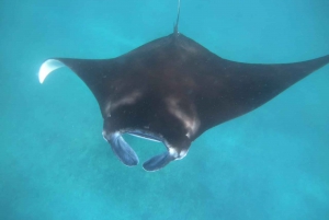 From Bali: Manta Tour in Nusa Lembongan and Nusa Penida