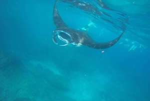 From Bali: Manta Tour in Nusa Lembongan and Nusa Penida