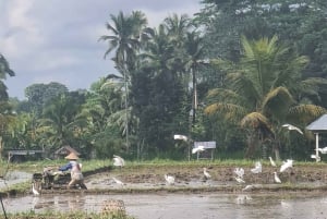 Depuis Bali : Visite nocturne des lucioles et aperçu des cultures balinaises