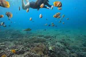 Von Bali aus: Nusa Penida Ganztagestour Private Schnorcheltour