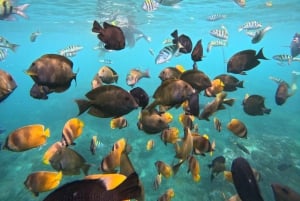 Von Bali aus: Nusa Penida Ganztagestour Private Schnorcheltour