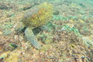 Von Bali aus: Nusa Penida Ganztagestour Private Schnorcheltour