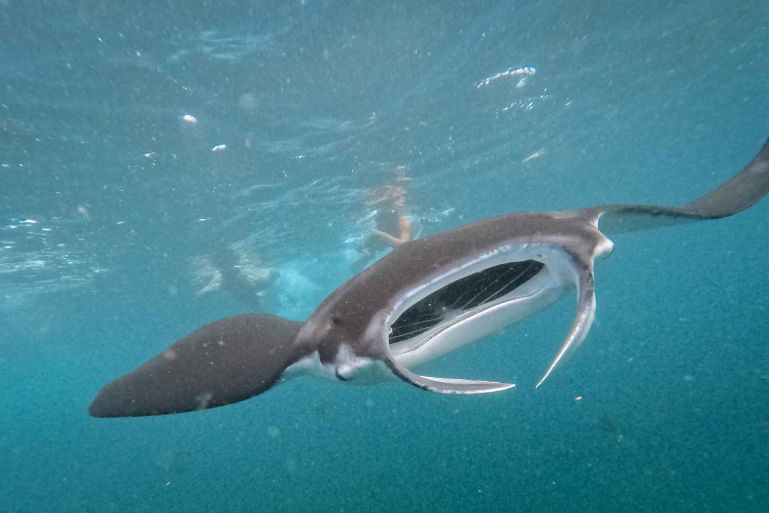 Från Bali: Nusa Penida Manta Point Snorkling och heliga grottor