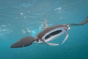 Från Bali: Nusa Penida Manta Point Snorkling och heliga grottor