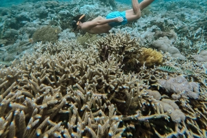 Från Bali: Nusa Penida Manta Point Snorkling och heliga grottor
