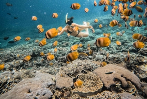 From Bali: Nusa Penida Manta Rays Snorkel Private Boat Tour