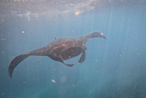 From Bali: Nusa Penida Manta Rays Snorkel Private Boat Tour