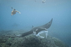 From Bali: Nusa Penida Manta Rays Snorkel Private Boat Tour