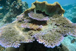 From Bali: Nusa Penida Manta Rays Snorkel Private Boat Tour