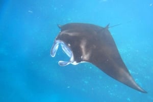 Fra Bali: Nusa Penida Privat omvisning med snorkling og landtur