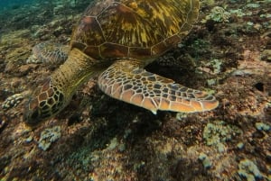 Fra Bali: Nusa Penida Privat omvisning med snorkling og landtur