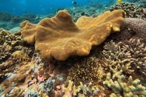 Da Bali: tour di snorkeling in 3 punti a Nusa Penida con GoPro e kayak