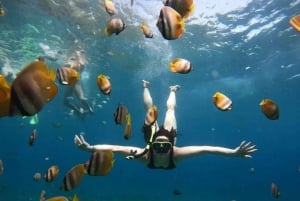 From Bali : Nusa Penida Snorkeling and West Tour Inclusive