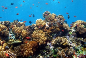 From Bali: Nusa Penida VIP Speedboat & Beach Club Day Trip