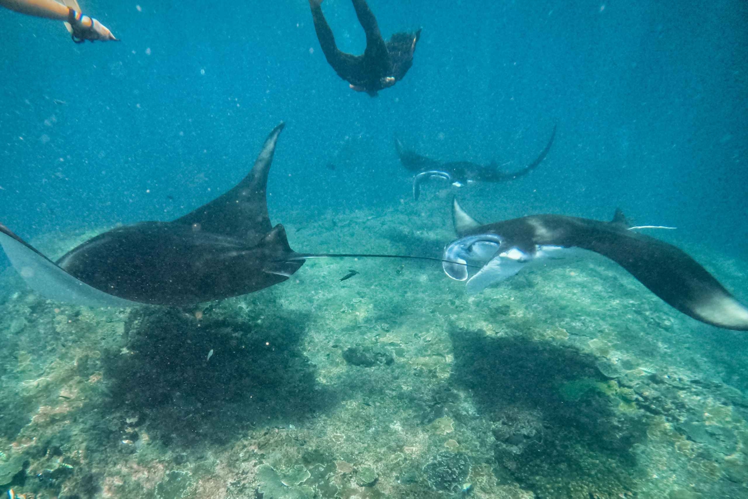 From Bali: Penida 3-Spots Manta Snorkel & Guyangan Waterfall
