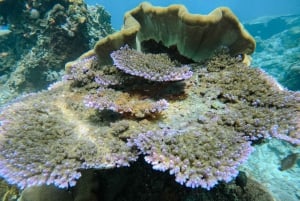 From Bali: Penida 3-Spots Manta Snorkel & Guyangan Waterfall